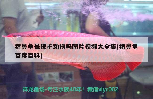 豬鼻龜是保護動物嗎圖片視頻大全集(豬鼻龜百度百科)