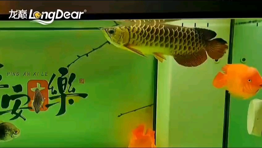 轉(zhuǎn)發(fā)756 轉(zhuǎn)發(fā)756 龍魚(yú)論壇 第1張