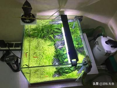 1.5長0.6寬0.8高的魚缸需要多少水：魚缸水容量公式：水容量=寬×寬×高 1.5長0.6寬0.8高的魚缸需要多少水：魚缸水容量公式：水容量=寬×寬×高 魚缸百科 第1張