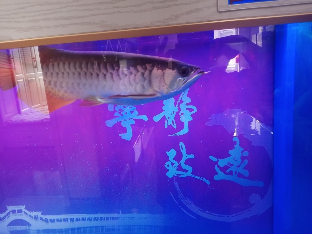 不愛上色 血統不好[liulei]被騙了 不愛上色 血統不好[liulei]被騙了 龍魚論壇 第1張