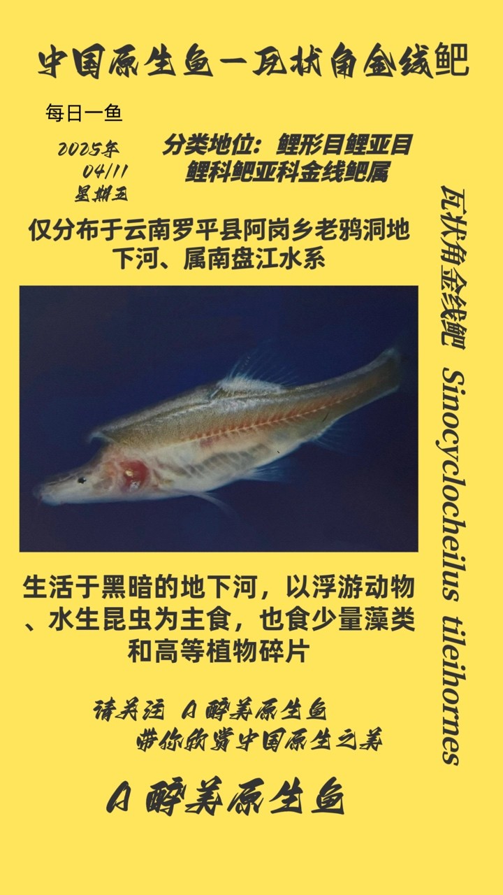 瓦狀角金線鲃 瓦狀角金線鲃 龍魚論壇