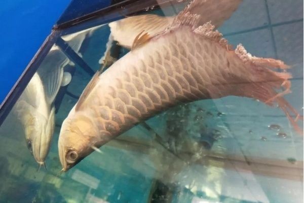 如何解決龍魚打架vs祥龍魚場：祥龍魚場的養(yǎng)殖技術(shù)，龍魚打架的原因分析