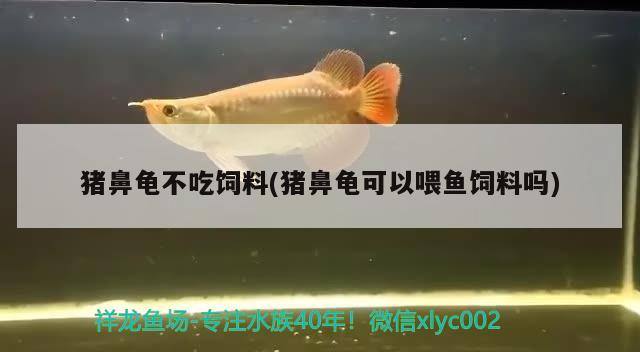 龍魚吃蝦需要去殼嗎，龍魚喂蝦時需要注意哪些事項？，龍魚吃蝦需要去殼嗎