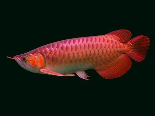 喂養龍魚的快樂句子vs祥龍魚場：喂養龍魚帶來的快樂