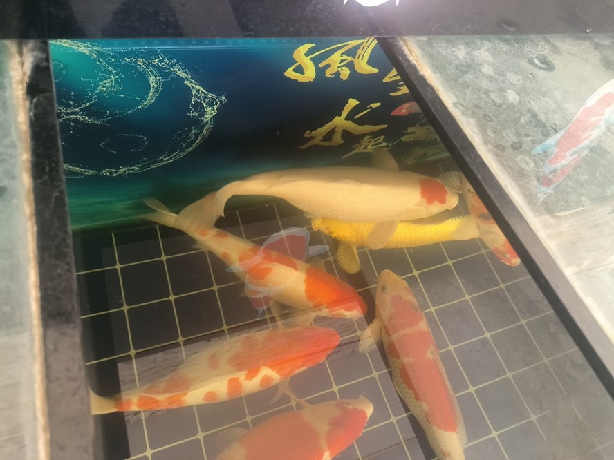 喜歡的來，減密出幾條！只限自提涿州市附近
