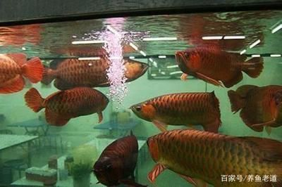 魟魚飼養條件：飼養魟魚需要綜合考慮水質、溫度、飼料以及飼養條件