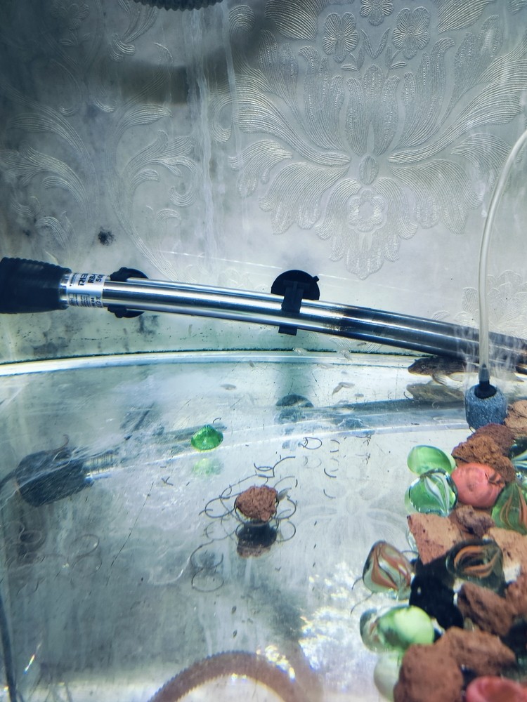 可愛的魚苗
