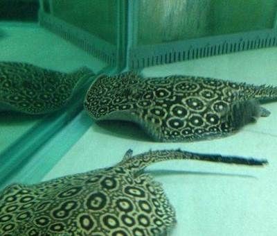 白紋黑帝魟魚發色過程：\"白紋黑帝魟魚發色過程