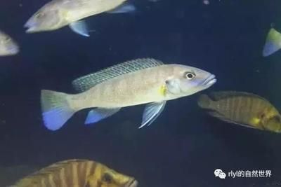 慈鯛可以長多大的魚缸：如何選擇慈鯛魚缸