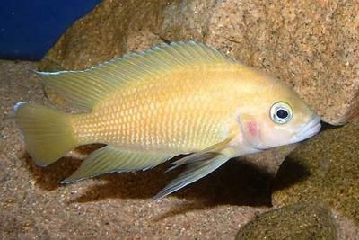 慈鯛可以長多大的魚缸：如何選擇慈鯛魚缸