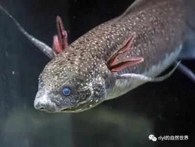 慈鯛可以長多大的魚缸：如何選擇慈鯛魚缸
