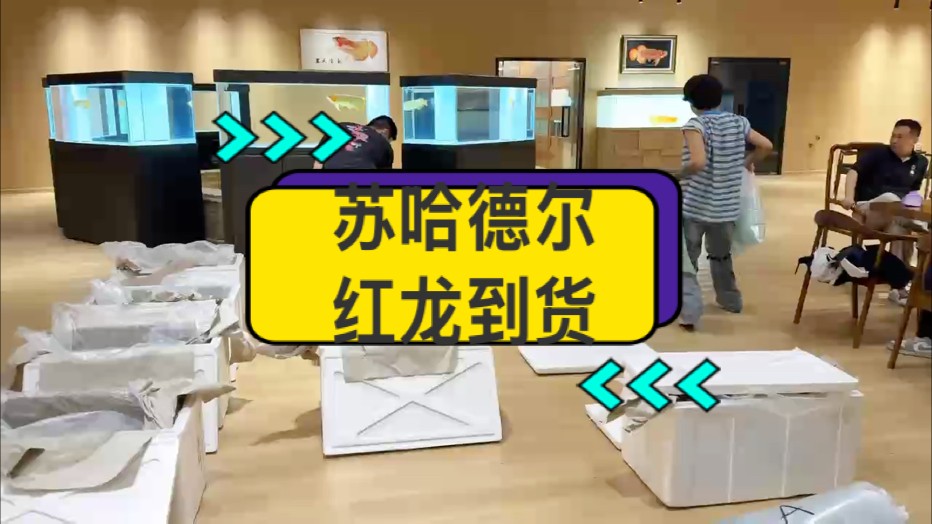 紅龍魚發(fā)源地：印尼卡普瓦斯河上游Hulu--蘇哈德爾河域（萬隆天王漁場所在地）原始血統(tǒng)紅龍魚到貨！ 蘇哈德爾河域紅龍三大特點： 1.鯁骨硬 2.體型碩大 3.發(fā)色深厚 真真正正原始血統(tǒng)紅龍魚，高品質(zhì)，歡迎您的品鑒！ #萬隆天王紅龍 #蘇哈德爾河域紅龍 #大湖魚 #龍魚