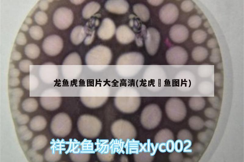 龍魚虎魚圖片大全高清(龍虎魟魚圖片) 龍魚虎魚圖片大全高清(龍虎魟魚圖片) 虎魚百科