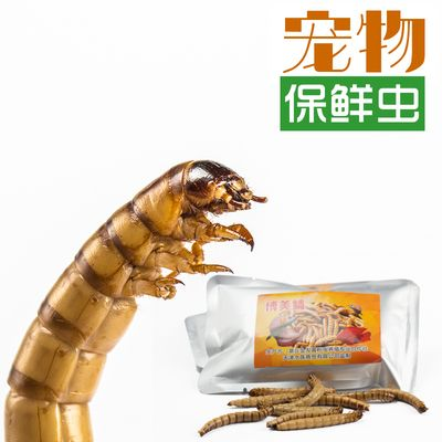 25公分虎魚多久喂一次龜糧：25公分的虎魚，多久喂一次龜糧？ 25公分虎魚多久喂一次龜糧：25公分的虎魚，多久喂一次龜糧？ 虎魚百科 第2張