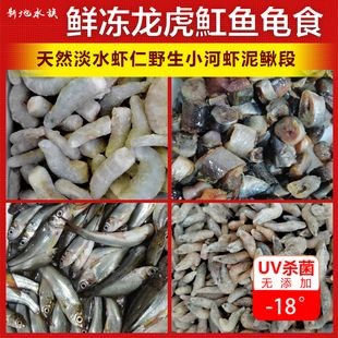 25公分虎魚多久喂一次龜糧：25公分的虎魚，多久喂一次龜糧？ 25公分虎魚多久喂一次龜糧：25公分的虎魚，多久喂一次龜糧？ 虎魚百科 第3張