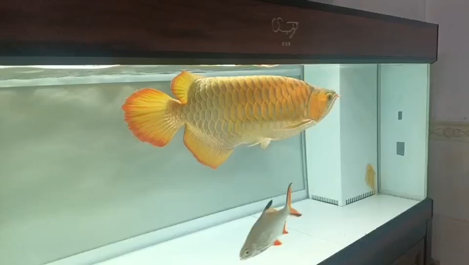 K牌A+小魚，入缸一年9個月了。現在有55左右了，養的還算可以吧！