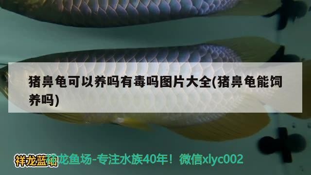 豬鼻龜可以養(yǎng)嗎有毒嗎圖片大全(豬鼻龜能飼養(yǎng)嗎)