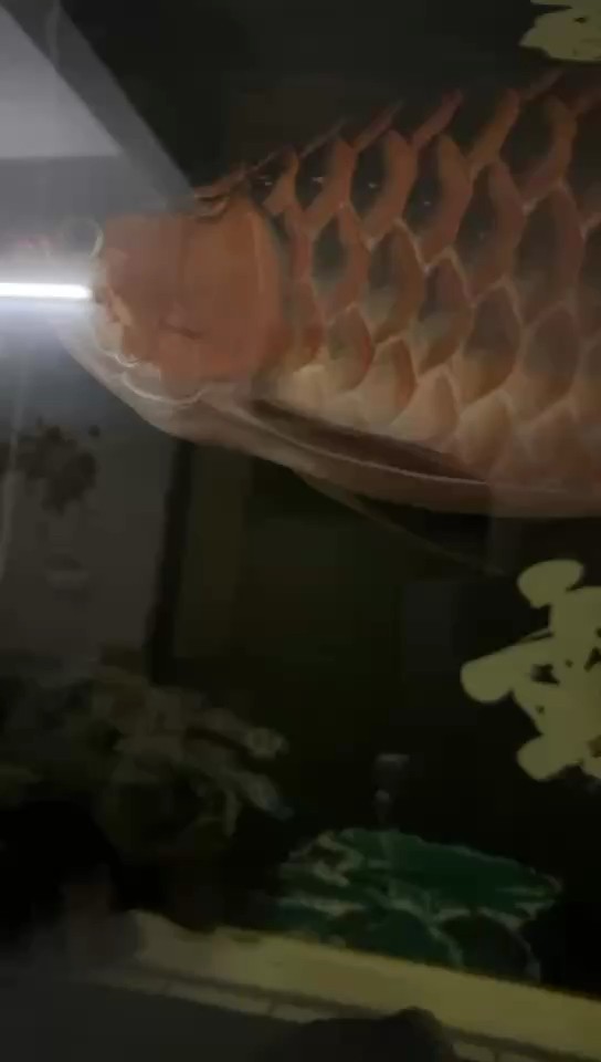 得閑就坐下看下魚 得閑就坐下看下魚 龍魚論壇