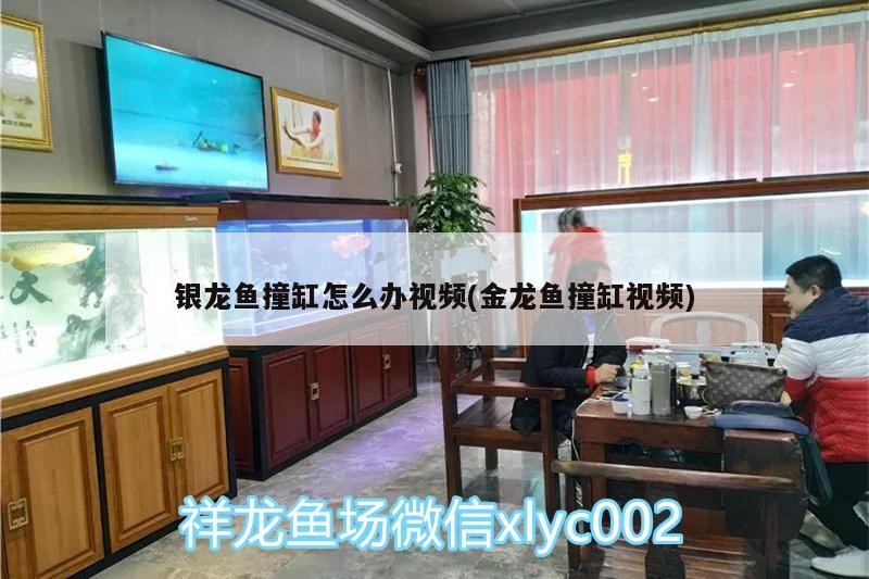 銀龍魚撞缸怎么辦視頻(金龍魚撞缸視頻)