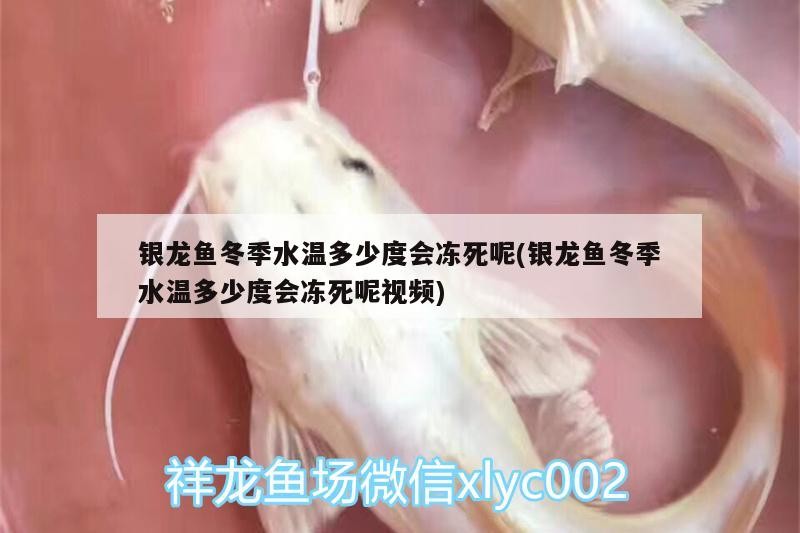 銀龍魚冬季水溫多少度會凍死呢(銀龍魚冬季水溫多少度會凍死呢視頻)