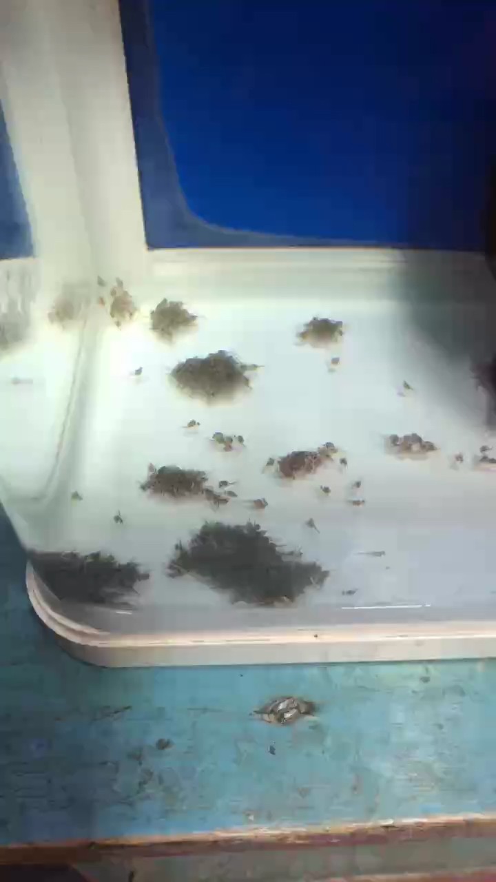 美鯛天網火口繁殖孵化第四天狀態都不錯 美鯛天網火口繁殖孵化第四天狀態都不錯 龍魚論壇