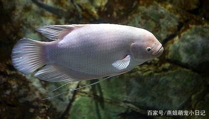 龍魚一直打架怎么辦vs祥龍魚場(chǎng)：祥龍魚場(chǎng)龍魚打架原因分析