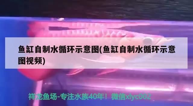 龍魚(yú)喂飼料魚(yú)vs祥龍魚(yú)場(chǎng)：龍魚(yú)喂食飼料魚(yú)與祥龍魚(yú)場(chǎng)的關(guān)系