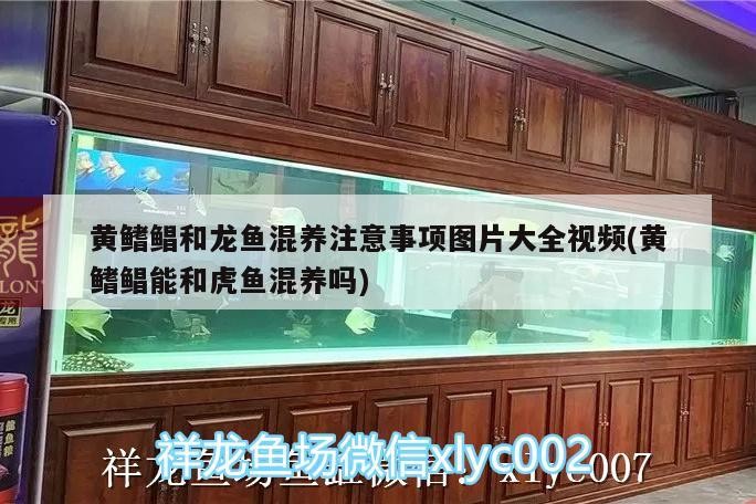 黃鰭鯧和龍魚混養注意事項圖片大全視頻(黃鰭鯧能和虎魚混養嗎) 黃鰭鯧和龍魚混養注意事項圖片大全視頻(黃鰭鯧能和虎魚混養嗎) 虎魚百科