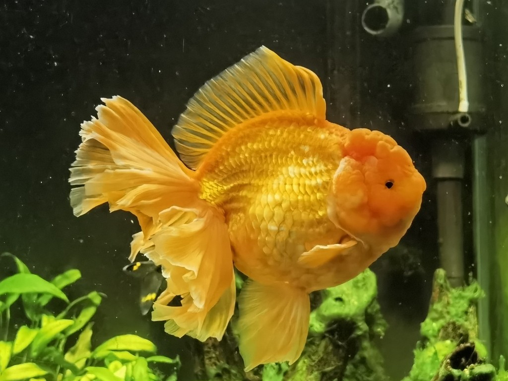 這是什么品種？