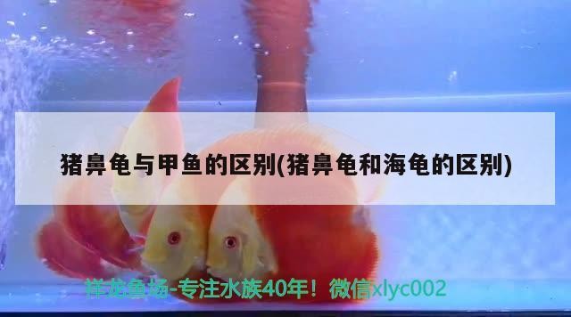豬鼻龜與甲魚的區別(豬鼻龜和海龜的區別)