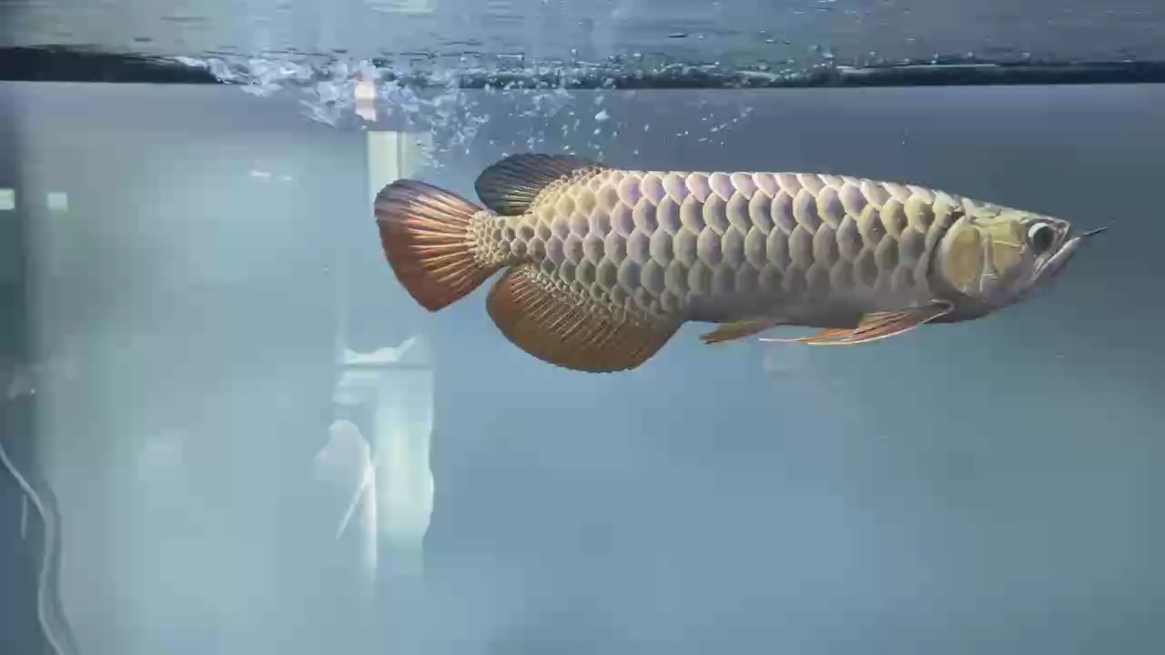 紅龍也好，金龍也罷，魟魚也罷，