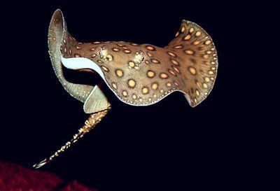 魟魚疾病早期識別指南：[需手動填充]魚[需手動填充]魚早期疾病識別指南,魟魚早期疾病識別指南 魟魚疾病早期識別指南：[需手動填充]魚[需手動填充]魚早期疾病識別指南,魟魚早期疾病識別指南 魟魚百科 第3張