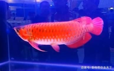 喂龍魚的飼料魚要怎么消毒呢vs祥龍魚場：如何對飼料魚進行徹底的消毒