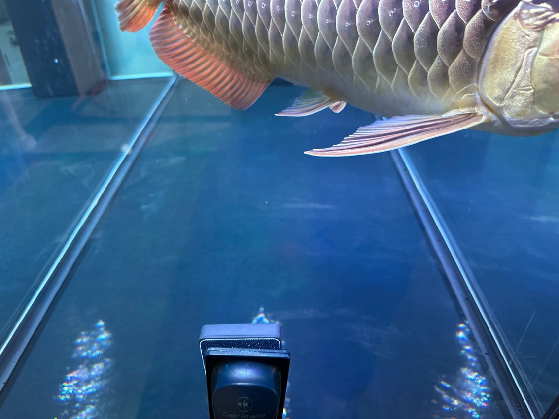 魚缸是不是要爆了,求助 龍魚論壇 第5張 魚缸是不是要爆了,求助 魚缸是不是要爆了,求助 龍魚論壇 第5張