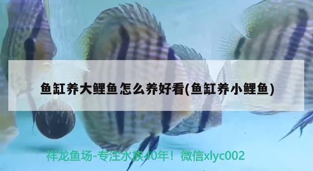 中國十大高端魚缸品牌排行榜圖片及價(jià)格大全（中國品牌魚缸排行榜前十名） 中國十大高端魚缸品牌排行榜圖片及價(jià)格大全（中國品牌魚缸排行榜前十名） 金龍魚百科 第2張