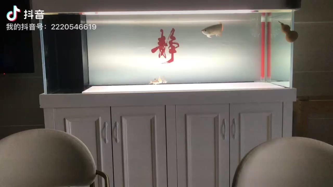 喝茶看魚 喝茶看魚 龍魚論壇