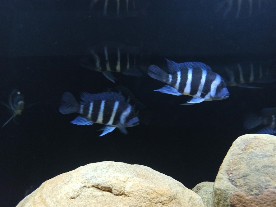 非洲坦葛尼喀湖最具代表性的魚種——野生薩 龍魚論壇 第2張 非洲坦葛尼喀湖最具代表性的魚種——野生薩 非洲坦葛尼喀湖最具代表性的魚種——野生薩 龍魚論壇 第2張