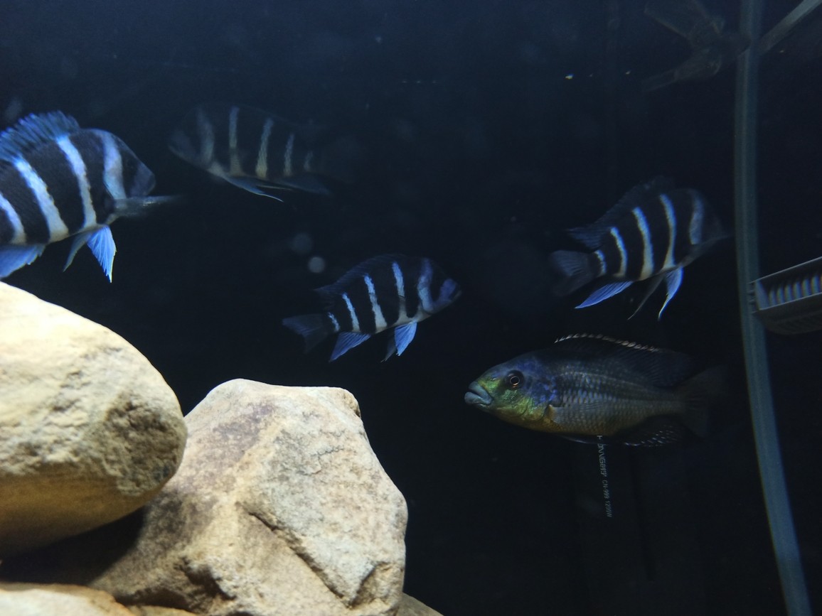 非洲坦葛尼喀湖最具代表性的魚種——野生薩 龍魚論壇 第3張 非洲坦葛尼喀湖最具代表性的魚種——野生薩 非洲坦葛尼喀湖最具代表性的魚種——野生薩 龍魚論壇 第3張