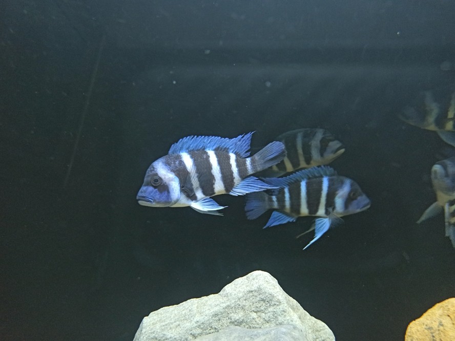 非洲坦葛尼喀湖最具代表性的魚種——野生薩 龍魚論壇 第5張 非洲坦葛尼喀湖最具代表性的魚種——野生薩 非洲坦葛尼喀湖最具代表性的魚種——野生薩 龍魚論壇 第5張