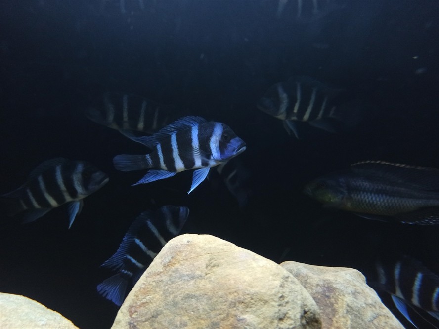 非洲坦葛尼喀湖最具代表性的魚種——野生薩 龍魚論壇 第6張 非洲坦葛尼喀湖最具代表性的魚種——野生薩 非洲坦葛尼喀湖最具代表性的魚種——野生薩 龍魚論壇 第6張