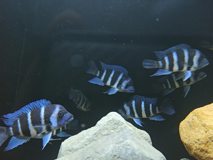 非洲坦葛尼喀湖最具代表性的魚種——野生薩 龍魚論壇 第7張 非洲坦葛尼喀湖最具代表性的魚種——野生薩 非洲坦葛尼喀湖最具代表性的魚種——野生薩 龍魚論壇 第7張