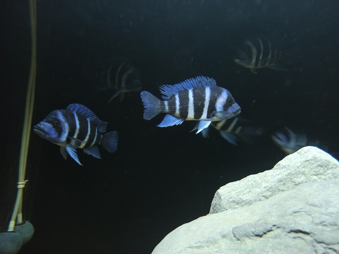 非洲坦葛尼喀湖最具代表性的魚種——野生薩 龍魚論壇 第8張 非洲坦葛尼喀湖最具代表性的魚種——野生薩 非洲坦葛尼喀湖最具代表性的魚種——野生薩 龍魚論壇 第8張