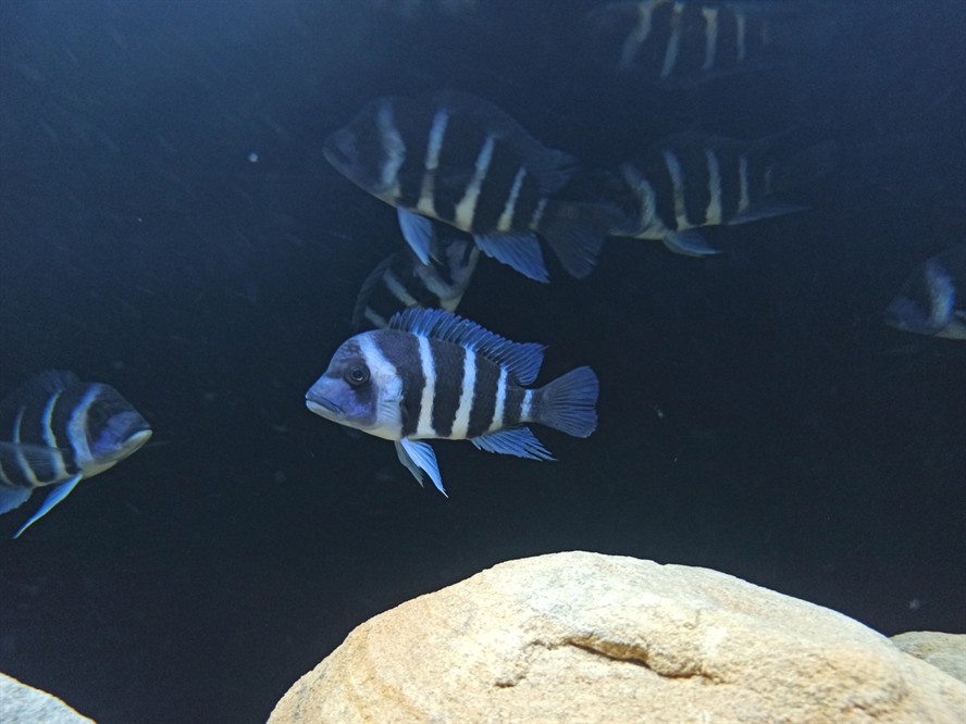 非洲坦葛尼喀湖最具代表性的魚種——野生薩 龍魚論壇 第9張 非洲坦葛尼喀湖最具代表性的魚種——野生薩 非洲坦葛尼喀湖最具代表性的魚種——野生薩 龍魚論壇 第9張