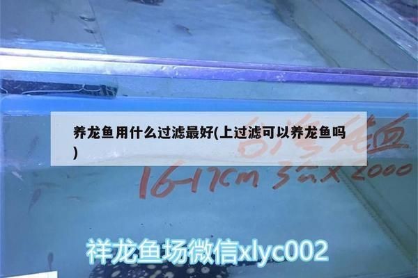 龍魚需要什么過濾材料vs祥龍魚場(chǎng)：龍魚專用濾材品牌如何自制龍魚過濾效果對(duì)比祥龍魚場(chǎng)
