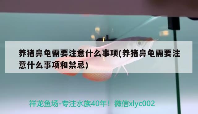 養豬鼻龜需要注意什么事項(養豬鼻龜需要注意什么事項和禁忌)