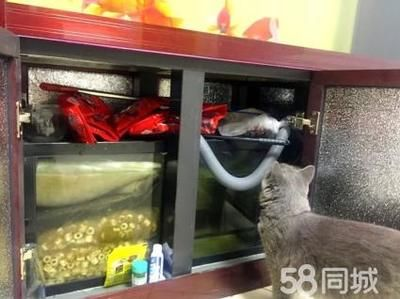 大魚缸搬家怎么辦：北京彩虹搬家公司大魚缸搬運(yùn)注意事項(xiàng)f魚缸搬運(yùn)注意事項(xiàng) 大魚缸搬家怎么辦：北京彩虹搬家公司大魚缸搬運(yùn)注意事項(xiàng)f魚缸搬運(yùn)注意事項(xiàng) 魚缸百科 第4張