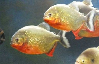 虎魚吃水果嗎：虎魚可以吃水果嗎