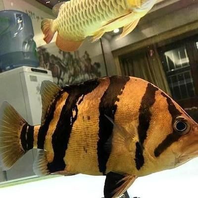 虎魚不喂食能活多久視頻：虎魚不喂食能活多久