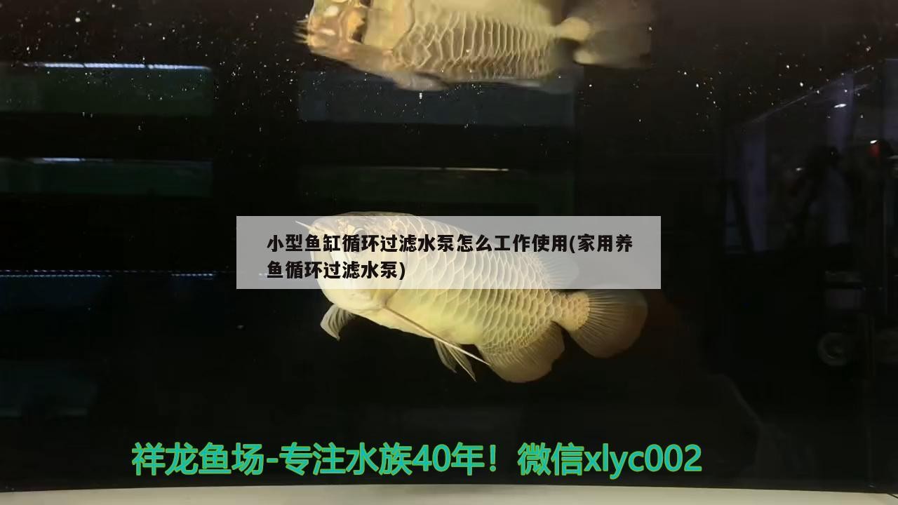 小型魚缸循環過濾水泵怎么工作使用(家用養魚循環過濾水泵)