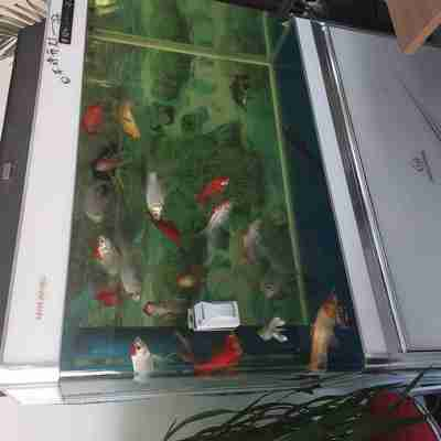 魚缸過濾器選購指南:自制魚缸過濾器魚缸上置過濾器對于養魚愛好者的必備知識 魚缸凈水寶怎么清洗水垢(魚缸凈水寶怎么清洗水垢視頻) 魚缸百科 魚缸凈水寶怎么清洗水垢(魚缸凈水寶怎么清洗水垢視頻) 魚缸凈水寶怎么清洗水垢(魚缸凈水寶怎么清洗水垢視頻) 魚缸百科